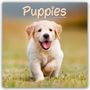 Avonside Publishing Ltd.: Puppies - Welpen 2025 16-Monatskalender, KAL