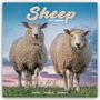 Avonside Publishing Ltd: Sheep - Schafe 2025 - 16-Monatskalender, KAL