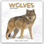 Avonside Publishing Ltd: Wolves - Wölfe 2025 - 16-Monatskalender, KAL