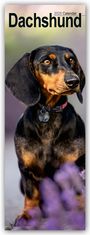 Avonside Publishing Ltd: Dachshunds - Dackel 2025, KAL