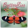 „Butterflies 2027 Calendar“. Ein farbenfroher Schmetterling mit schwarz-orangenen Flügeln auf einer rosa Blüte.