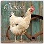 Text: "Chickens 2027 Calendar". Ein weißes Huhn steht vor einem hölzernen, blauen Hintergrund.