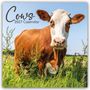 Text: "Cows 2027 Calendar". Eine braune Kuh steht auf einer grünen Wiese, umgeben von Pflanzen unter blauem Himmel.