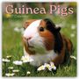 Gifted Stationery Co. Ltd: Guinea Pigs - Meerschweinchen 2027 - 16-Monatskalender, KAL