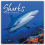 „Sharks 2027 Calendar“. Ein Hai schwimmt durch eine bunte, korallenreiche Unterwasserwelt, im Hintergrund ein weiterer Hai.