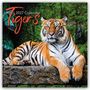 Text: "2027 Calendar Tigers". Ein Tiger liegt entspannt auf einem Baumstamm vor einem grünen Hintergrund.