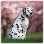 DALMATIANS, 16-Month 2027 Calendar. Ein Dalmatiner sitzt auf grünem Gras, Hintergrund in unscharfem Rosa.