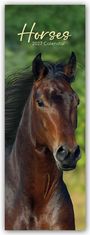 „Horses 2027 Calendar“. Ein braunes Pferd vor unscharfem, grünem Hintergrund.