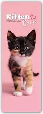 „2027 Calendar Kitten Love“. Eine junge mehrfarbige Katze auf rosa Hintergrund.