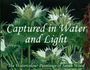 "Captured in Water and Light. The Watercolour Paintings of Sarah Wood." Zeigt grüne und weiße Disteln auf dunklem Hintergrund.