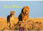 Text: "African Wildlife", "2027", "CASARES EDITION". 
Ein Löwe und eine Löwin stehen auf einem Felsen in einer Savanne.