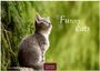 "Funny Cats" in eleganter Schrift, darunter sitzt eine graue Katze auf einem Holz, mit Blick nach oben vor grünen Bäumen.