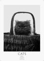 Text: "CATS 2027 Casares Fine Art Edition". Eine flauschige Katze schaut aus einem Korb.
