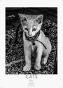 Cats schwarz-weiss Kalender 2027 - Wandkalender | Fotokalender Tierkalender schwarz-weiss 29x21cm - Katzenkalender | Perfekt für Katzenliebhaber und Tierkalenderfans, KAL
