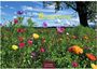 Blumenwiese, 2027. Viele bunte Blumen auf einer Wiese unter blauem Himmel, umrahmt von einem Baum.