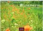 Text: "BLUMENWIESE 2027", "CASARES EDITION". Ein Feld mit vielen orangefarbenen Blumen, umgeben von grünem Gras.