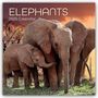 The Gifted: Elephants - Elefanten 2025 - 16-Monatskalender, KAL