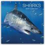 Gifted Stationery Co. Ltd: Sharks - Haie 2025 - 16-Monatskalender, KAL