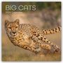 The Gifted: Big Cats - Raubkatzen - Löwen Tiger Geparden Leoparden 2026 - 16-Monatskalender, KAL
