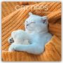 Gifted Stationery Co. Ltd: Cat Naps - Träumende Katzen 2026 - 16-Monatskalender, KAL