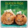 Gifted Stationery Co. Ltd: Guinea Pigs - Meerschweinchen 2026 - 16-Monatskalender, KAL