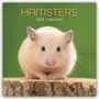 Gifted Stationery Co. Ltd: Hamsters - Hamster 2026 - 16-Monatskalender, KAL