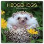 The Gifted: Hedgehogs - Igel 2026 - 16-Monatskalender, KAL