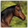 Gifted Stationery Co. Ltd: Horses - Pferde 2026 - 16-Monatskalender, KAL