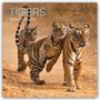 The Gifted: Tigers - Tiger 2026 - 16-Monatskalender, KAL