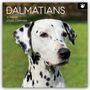 Gifted Stationery Co. Ltd: Dalmatians - Dalmatiner 2026 - 16-Monatskalender, KAL