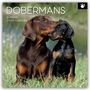 Gifted Stationery Co. Ltd: Dobermans - Dobermann 2026 - 16-Monatskalender, KAL