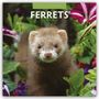 Text: "2027 Calendar Ferrets". Ein Frettchen schaut nach rechts vor einem grünen Hintergrund.