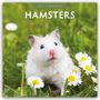 Text: "2027 Calendar HAMSTERS". Ein flauschiger Hamster sitzt im Gras und schaut aufmerksam zur Seite.