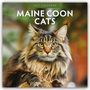 "2027 Calendar: Maine Coon Cats", Maine Coon liegt entspannt im Gras, sonnige Umgebung im Hintergrund.