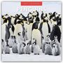 Text: "2027 Calendar PENGUINS". Zwei Pinguine auf einem Felsen, Hintergrund mit Schnee und blauem Himmel.