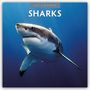 Text: "2027 Calendar Sharks". Ein Hai schwimmt in einem Meer voller Fische.