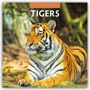 Text: "2027 CALENDAR TIGERS". Ein Tiger liegt auf einem Felsen, sein Blick ist direkt und aufmerksam.