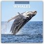 „2027 Calendar: Whales“. Ein springender Wal erhebt sich dynamisch aus dem Ozean.