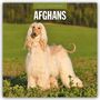 Robin Red: Afghans - Afghanischer Windhund 2027 - 16-Monatskalender, KAL