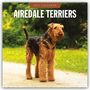 Robin Red: Airdale Terriers - Airdale Terrier 2027 - 16-Monatskalender, KAL