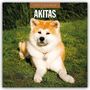 Robin Red: Akitas - Akita 2027 - 16-Monatskalender, KAL