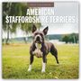 Robin Red: American Staffordshire Terriers - American Staffordshire Terrier 2027 - 16-Monatskalender, KAL