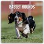 Robin Red: Basset Hounds - Basset Hound 2027 - 16-Monatskalender, KAL