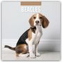 Robin Red: Beagles - Beagle 2027 - 16-Monatskalender, KAL