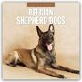 Robin Red: Belgian Shepherd - Belgischer Schäferhund 2027 - 16-Monatskalender, KAL