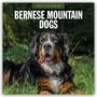 Robin Red: Bernese Mountain Dog - Berner Sennenhund 2027 - 16-Monatskalender, KAL