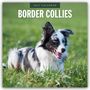 Robin Red: Border Collies - Border Collie 2027 - 16-Monatskalender, KAL