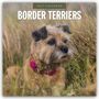 Robin Red: Border Terriers - Border Terrier 2027 - 16-Monatskalender, KAL