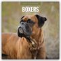 Robin Red: Boxers - Deutscher Boxer 2027 - 16-Monatskalender, KAL