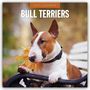Robin Red: Bull Terriers - Bullterrier 2027 - 16-Monatskalender, KAL